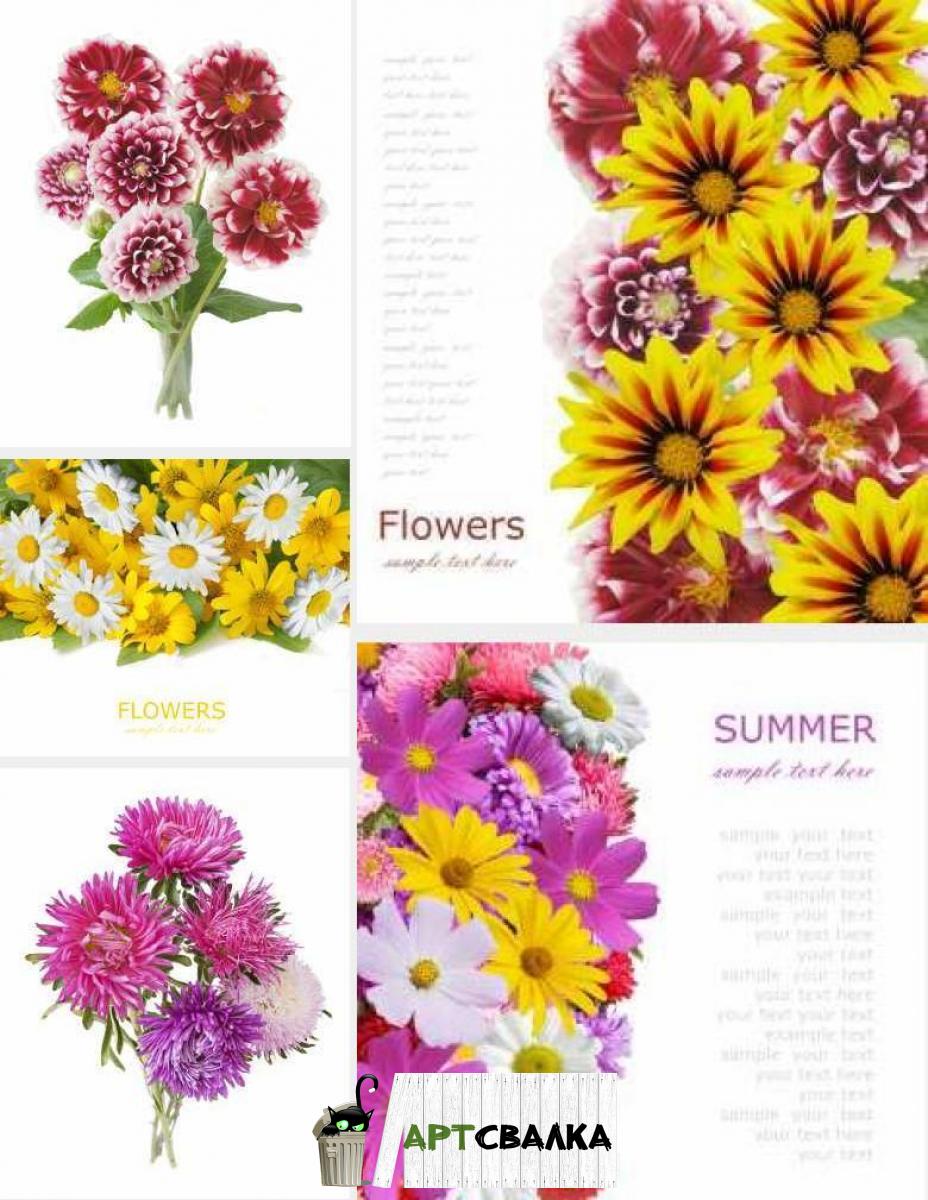 Летние цветы, ромашки | Summer flowers, daisies